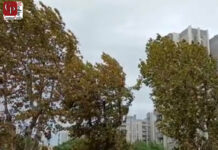 Nubifragio su Taranto, alberi abbattuti e allagamenti: danni e disagi in città