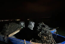 Taranto, blitz nel Mar Piccolo: sequestrati 50 quintali di cozze potenzialmente contaminate