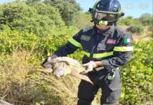 Circumarpiccolo, caretta caretta lanciata in un dirupo